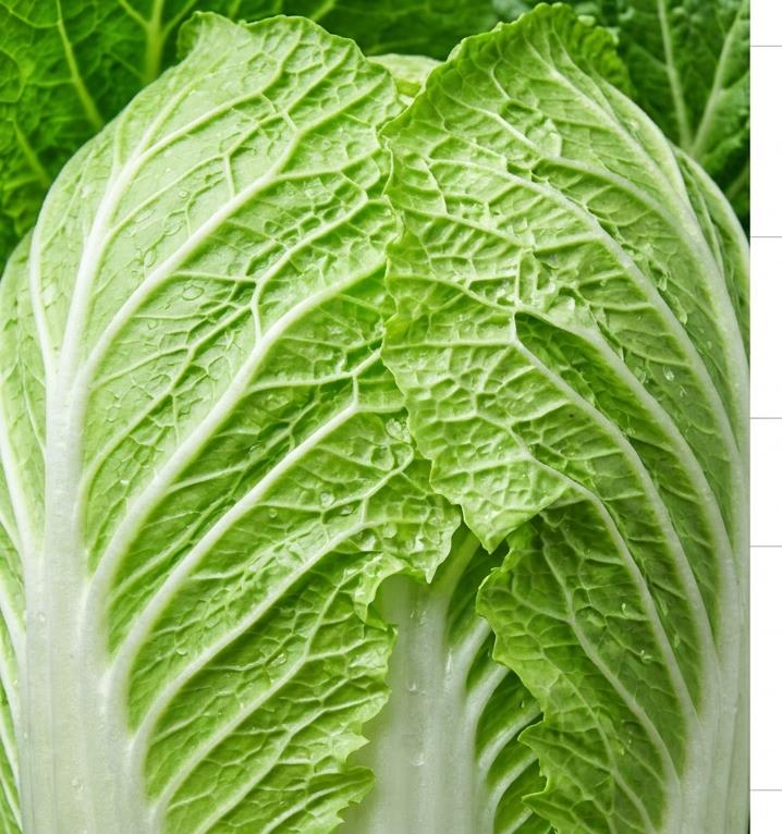 Napa cabbage